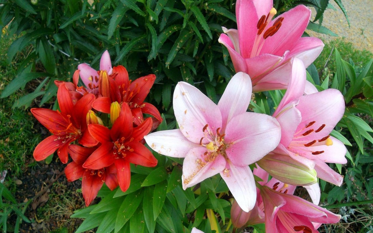 Лилия Восточная Эксельсиор