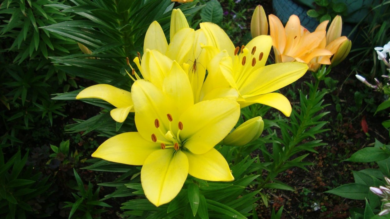 Дамасская Лилия