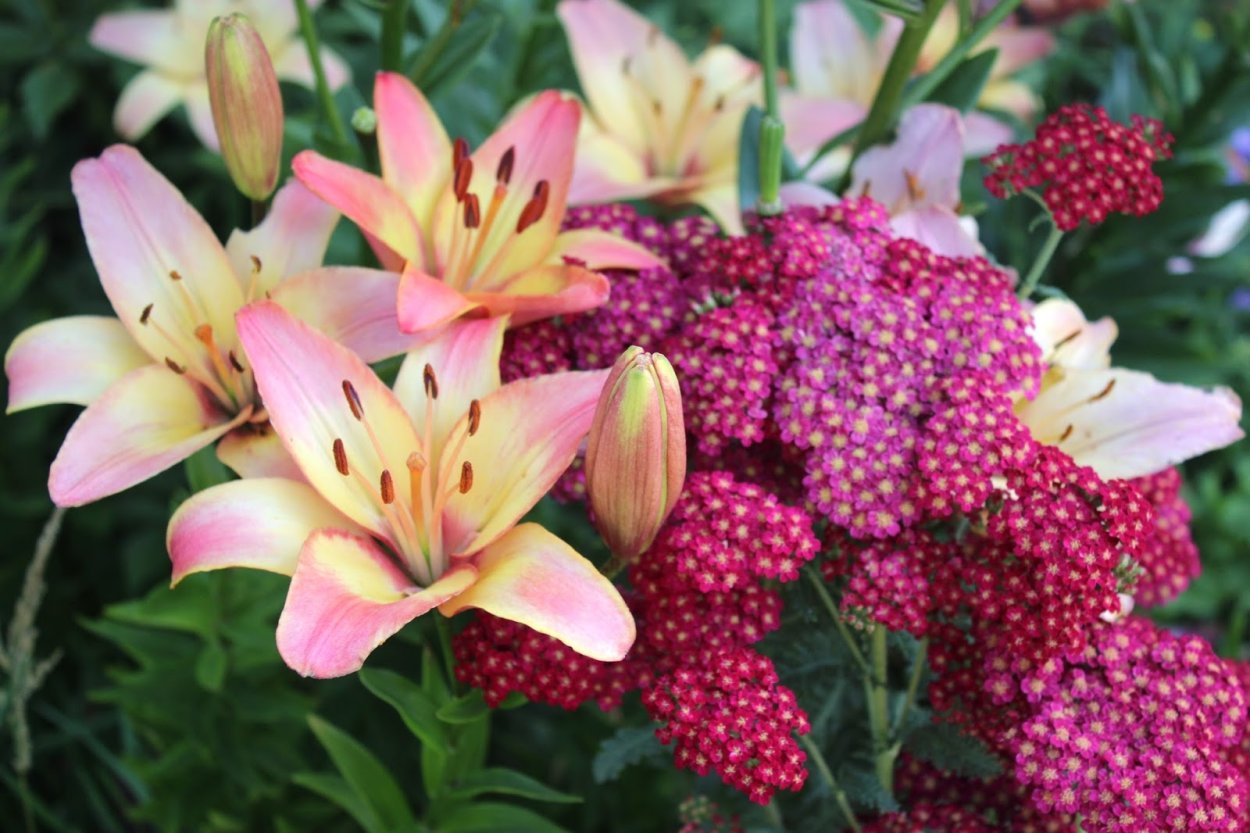 Лилия Бонбини от-гибриды