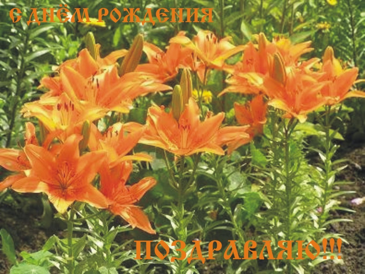 Лилия ред Флауэр