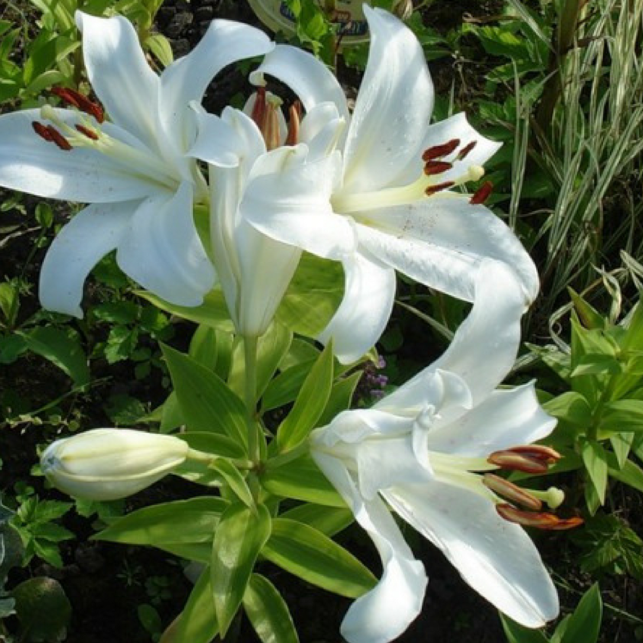 Лилия Садовая отцвела