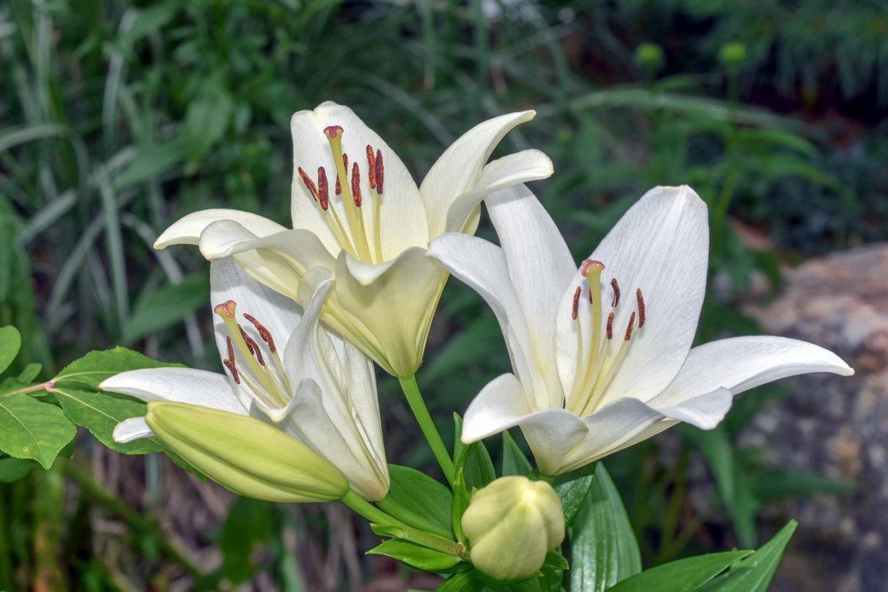 Лилия Ричмонд (ла-гибрид)