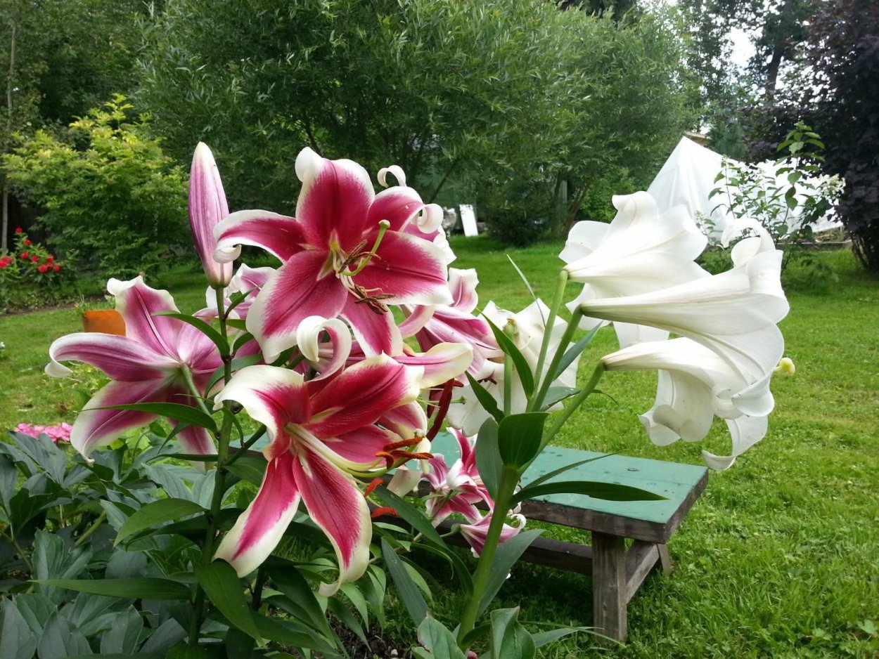 Лилия азиатская махровая Бентли