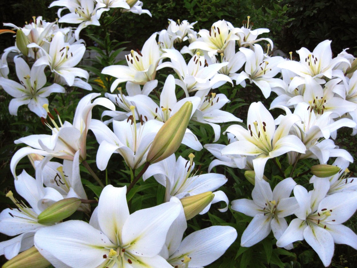 Лилия азиатская Марлен