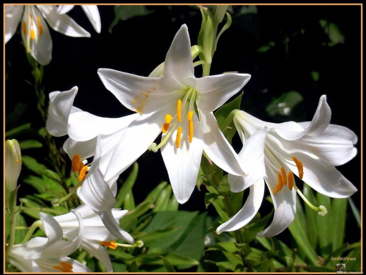 Лилия Марлен азиатский гибрид