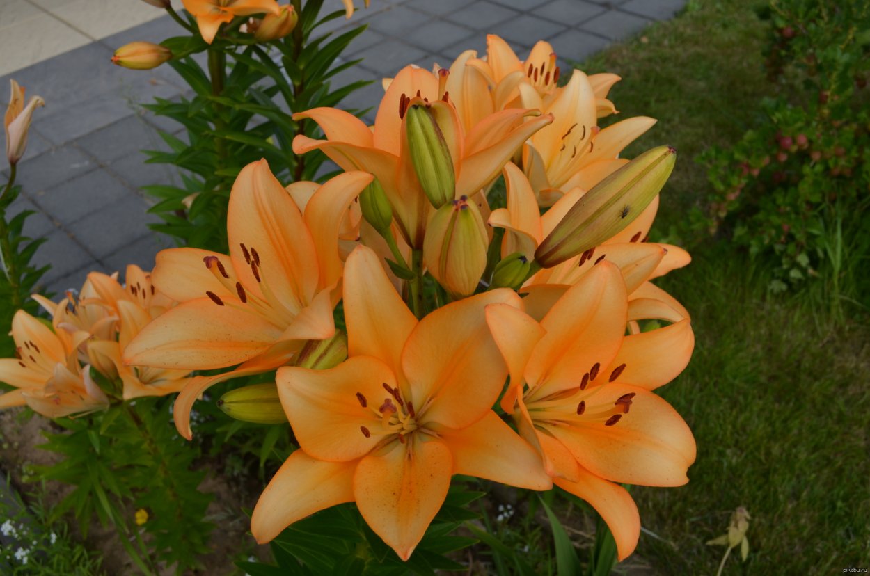 Лилия трубчатая Пинк Перфекшн