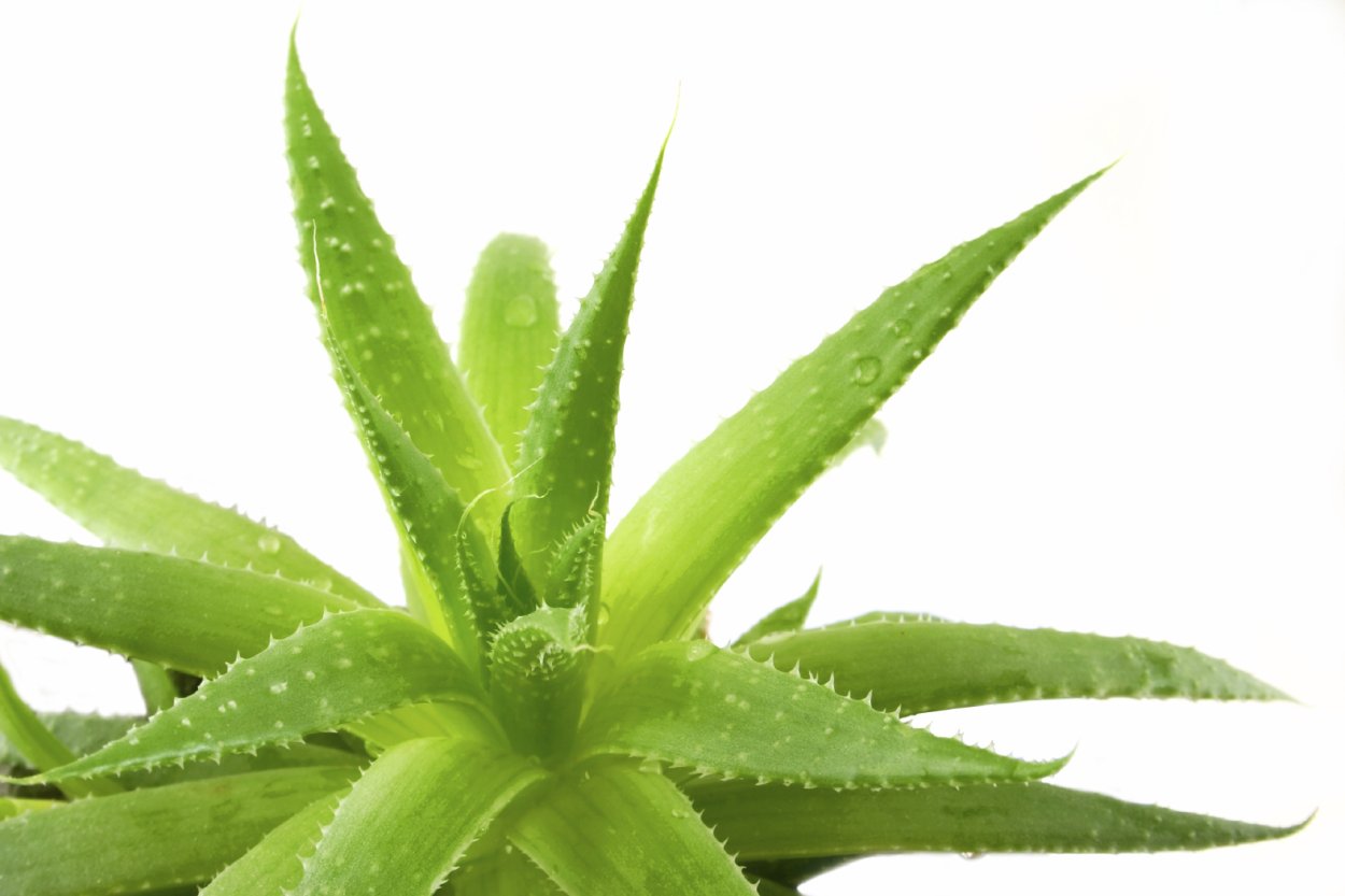 Aloe столетник