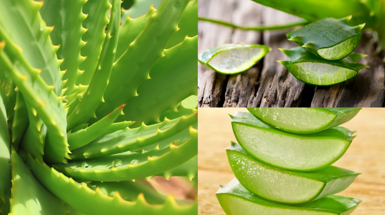 Aloe Vera Kerim