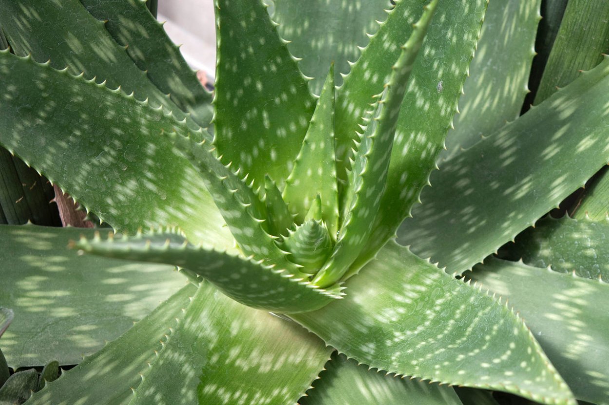 Aloe cameronii