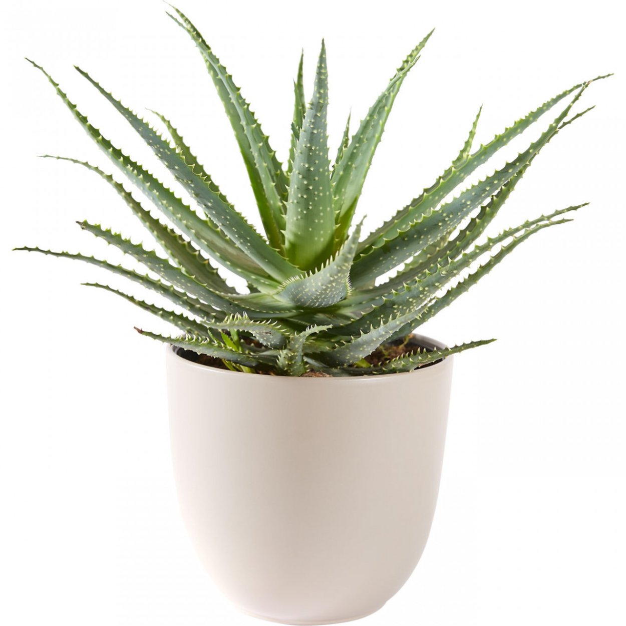 Алоэ Вера Aloe Vera горшок