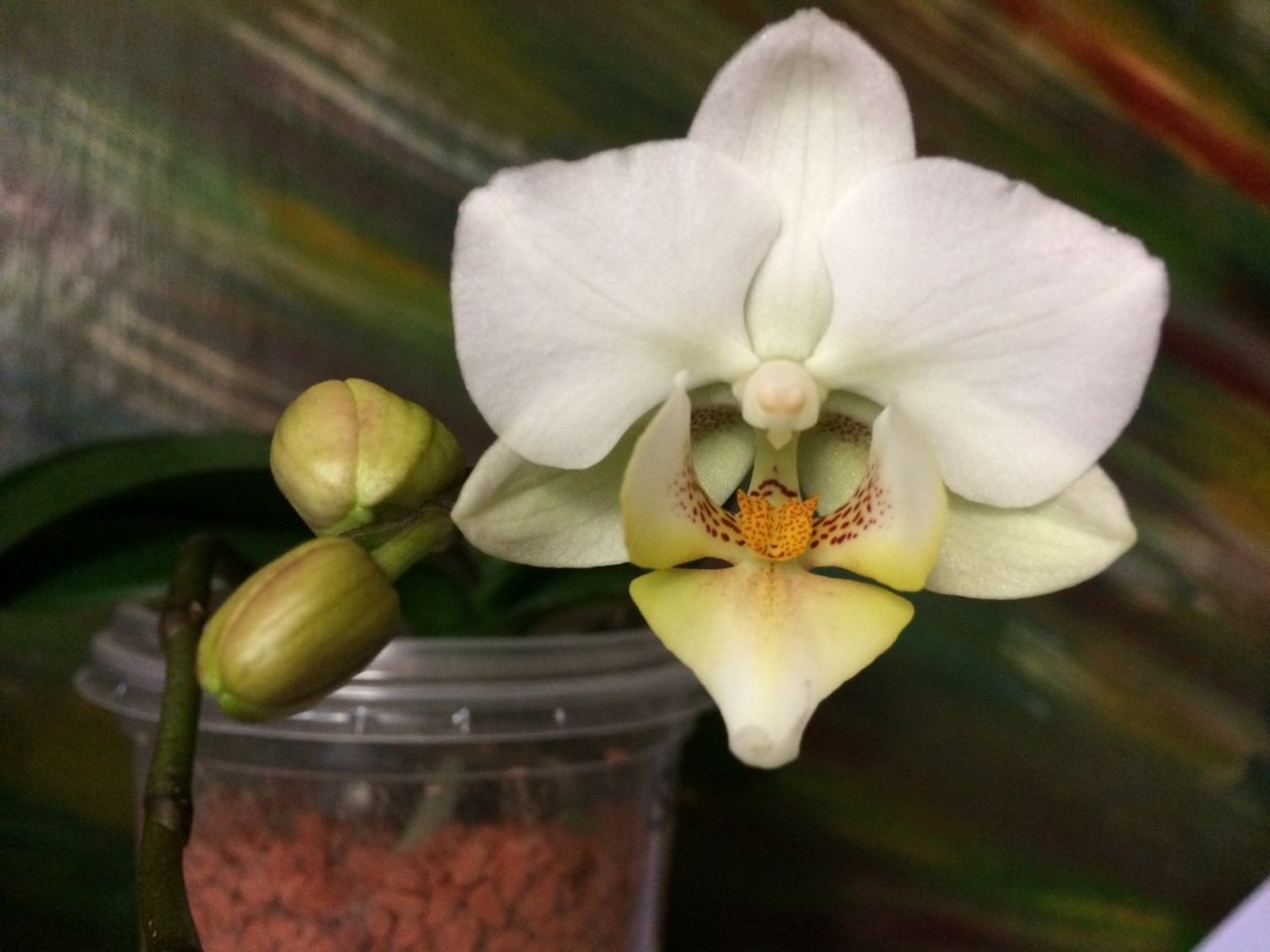 Фаленопсис Манта Калимантан