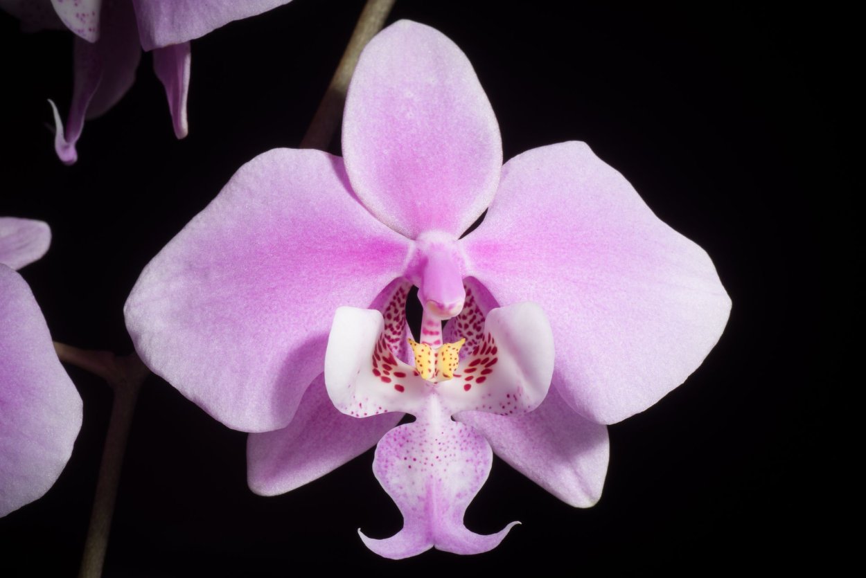 Фаленопсис Миндоро