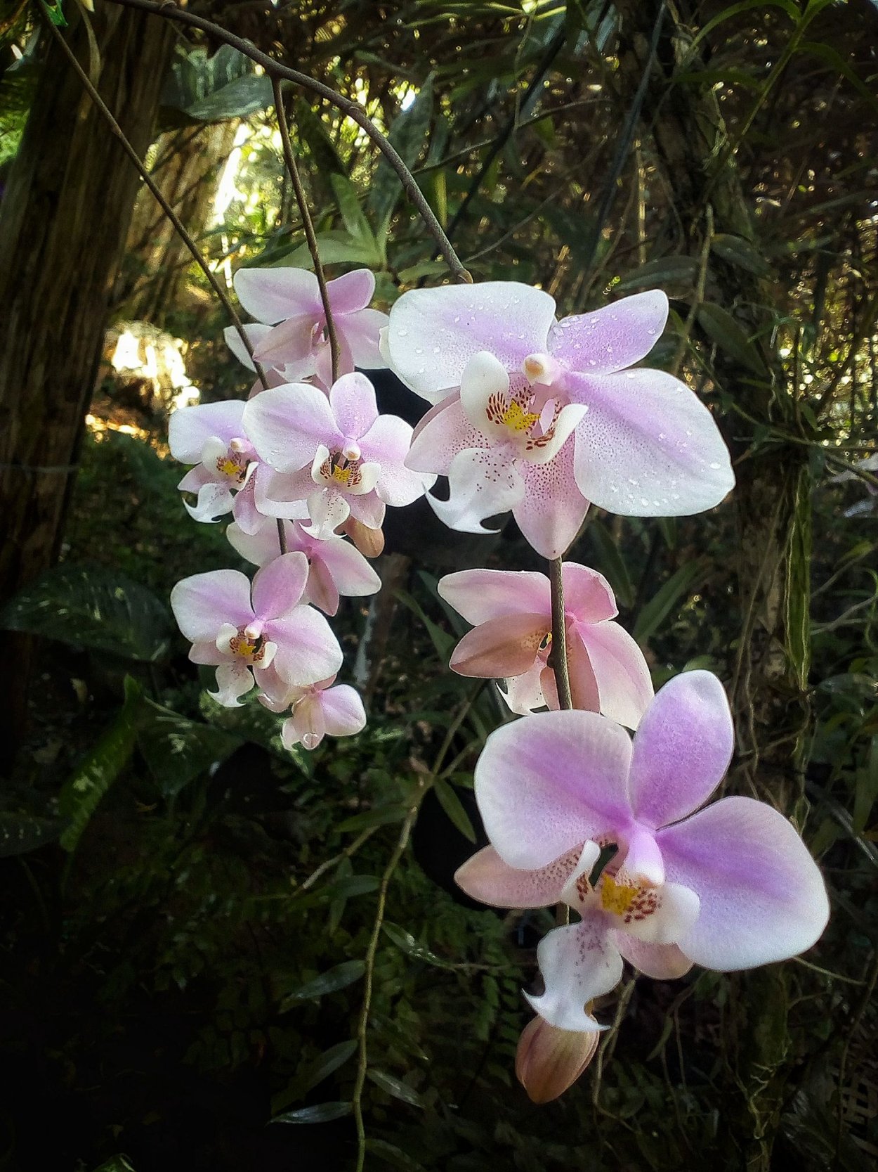 Фаленопсис сорта определитель