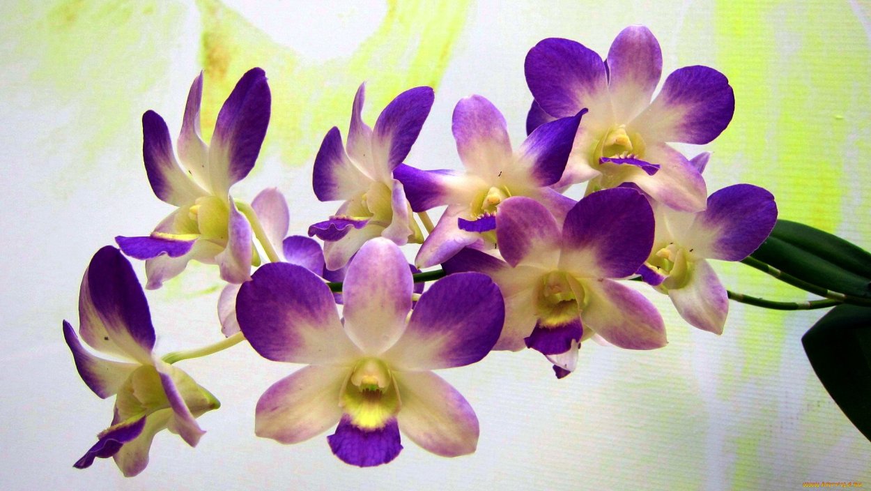 Phal violacea Indigo