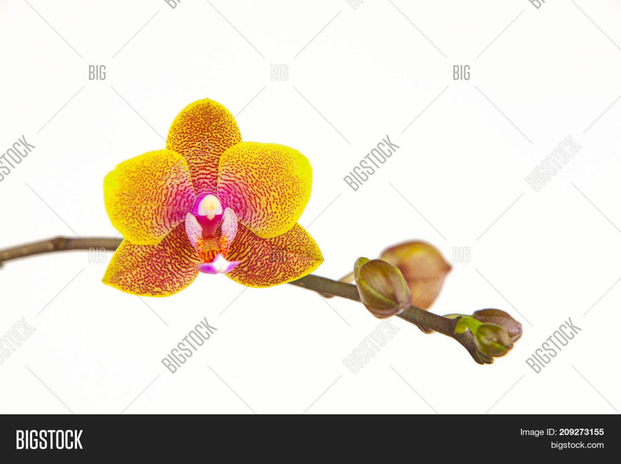 Редкие орхидеи фото на белом фоне