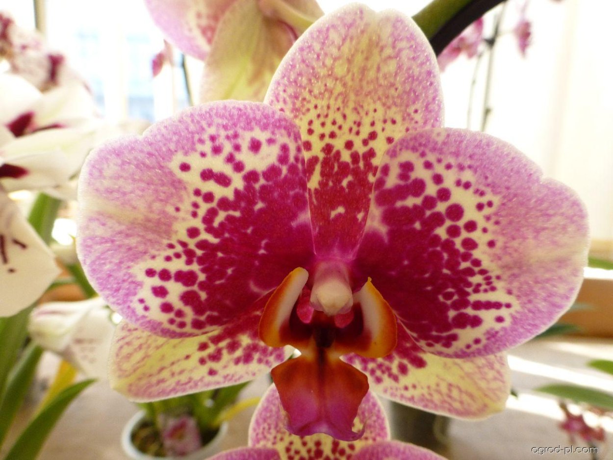 Фаленопсис мультифлора Лас Вегас