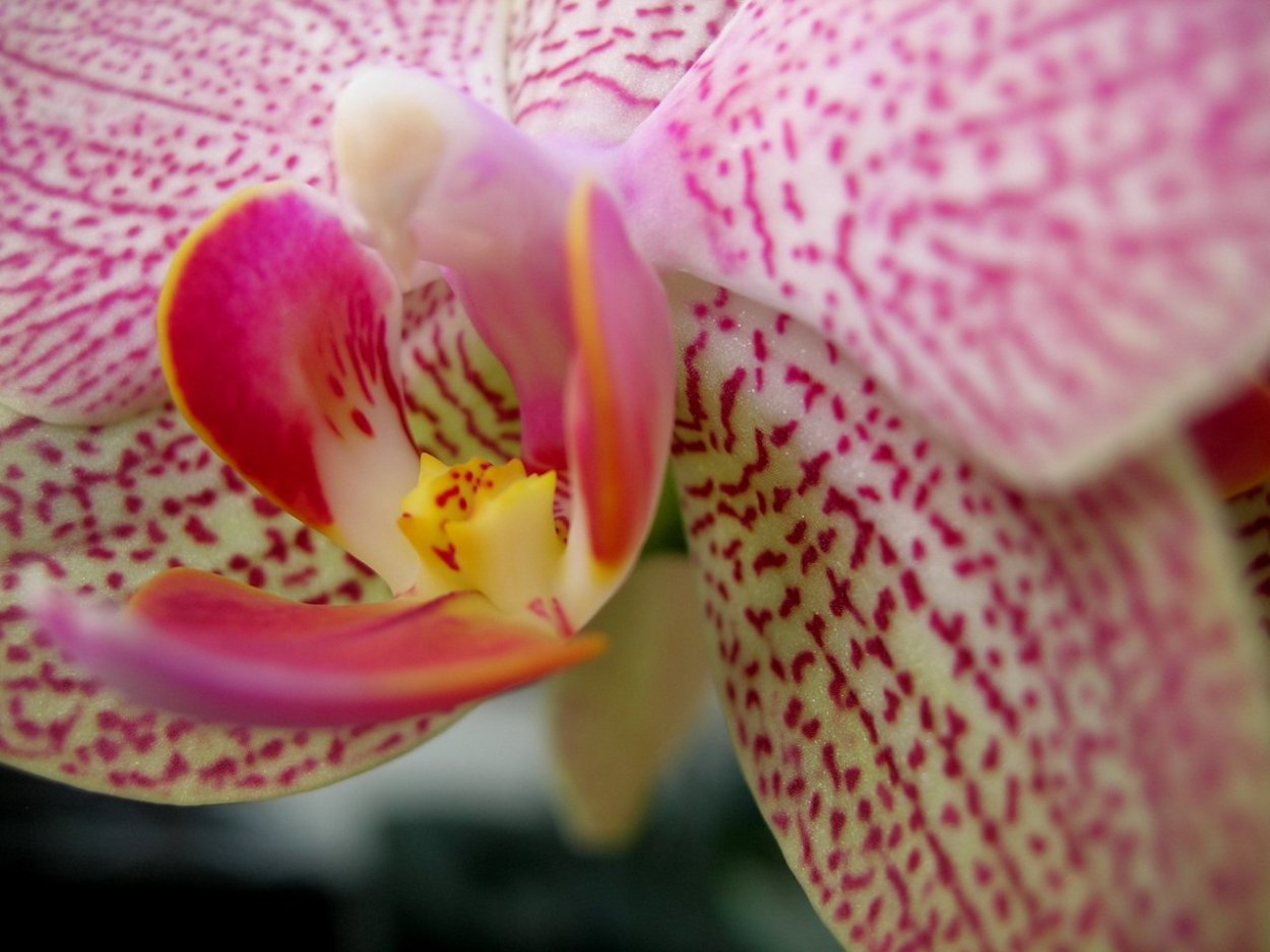 Орхидея фаленопсис легато