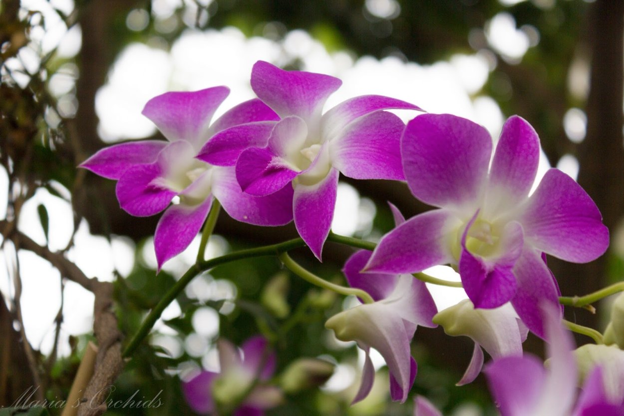 Фаленопсис мультифлора оранж