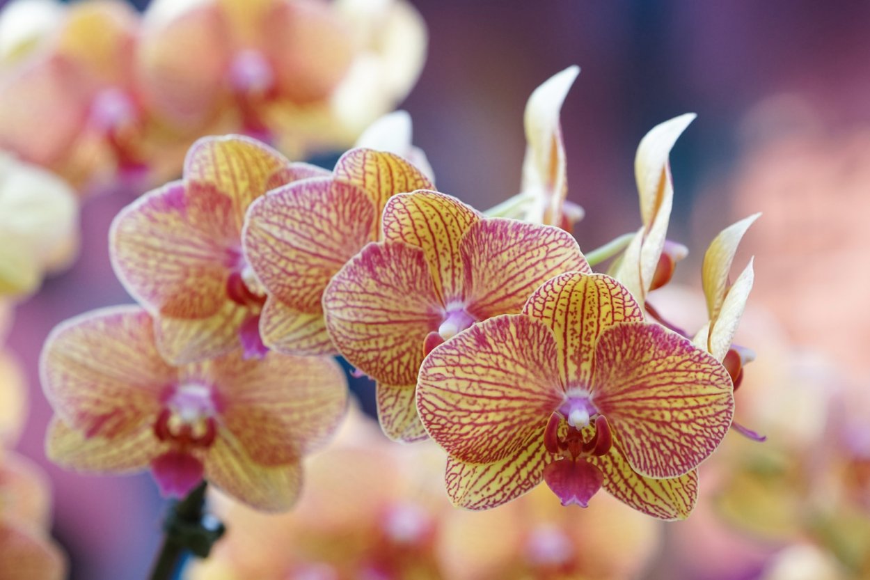 Орхидея Phalaenopsis Hollywood