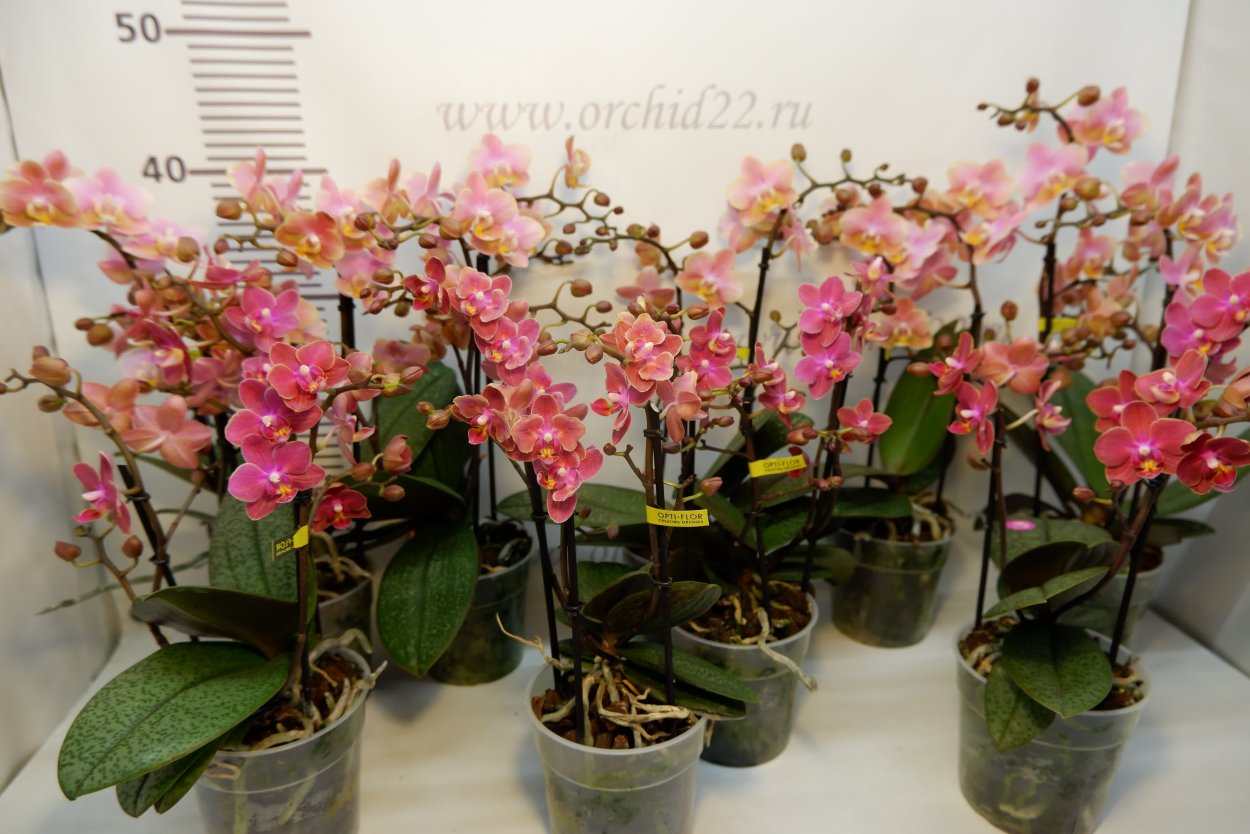 Фаленопсис Дасти Бель