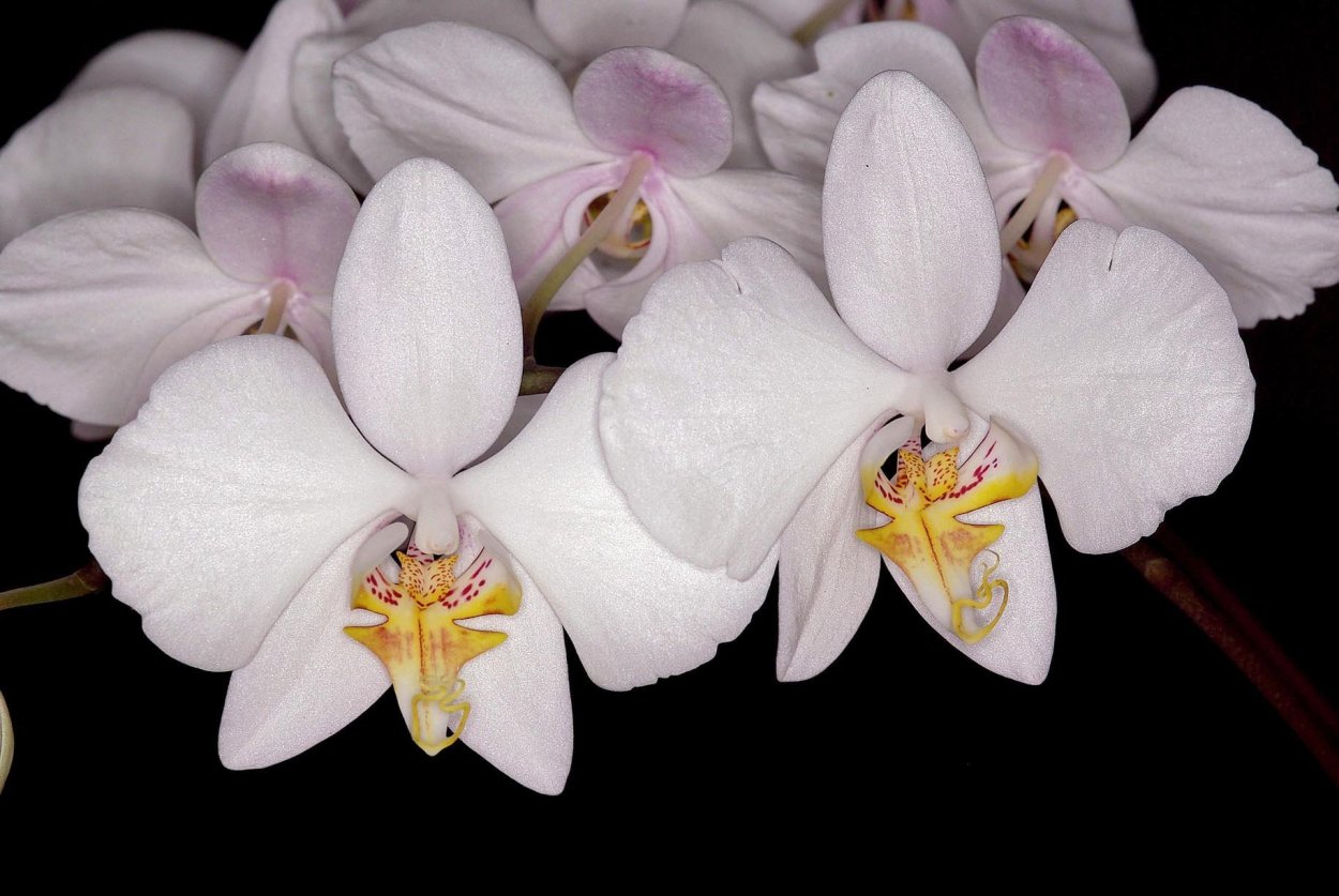 Орхидея фаленопсис легато