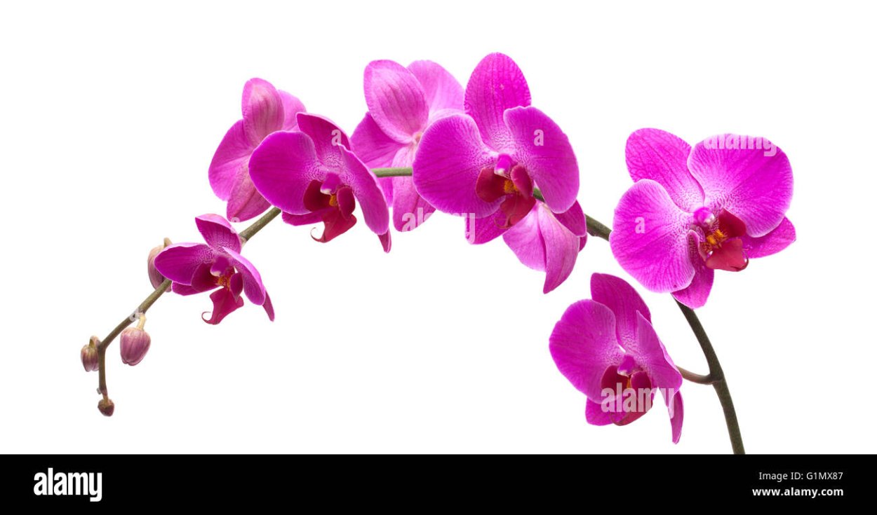 Фаленопсис пелорик