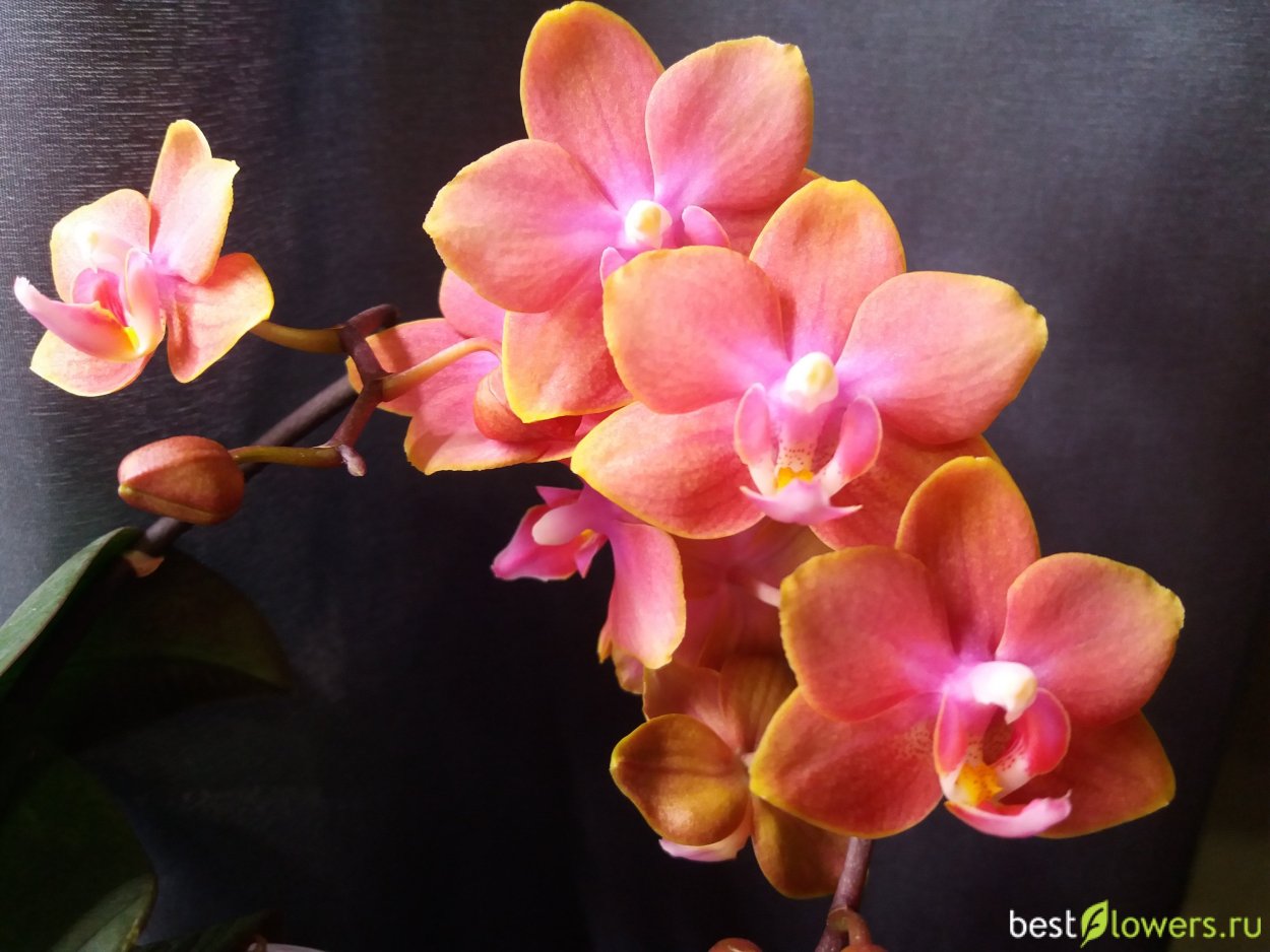 Phalaenopsis Dusty Belle