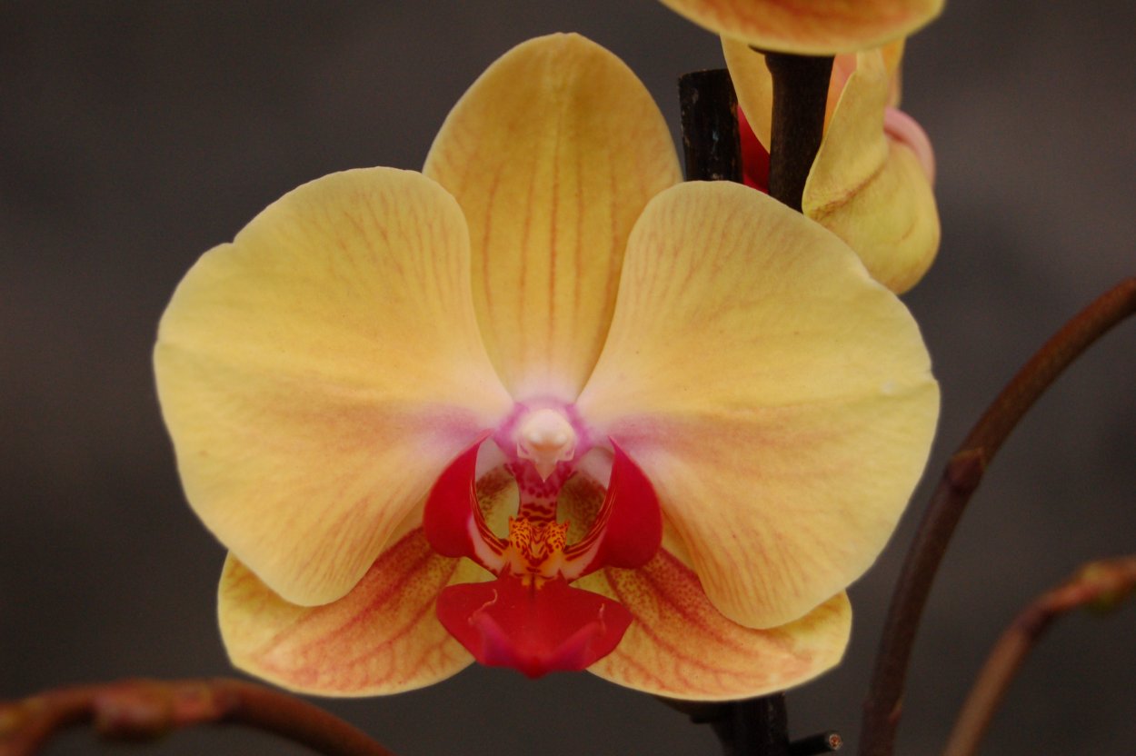 Орхидея Phalaenopsis Golden Beauty