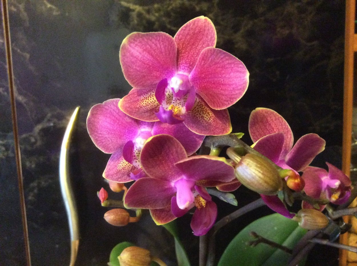 Орхидея Bernhard Phalaenopsis