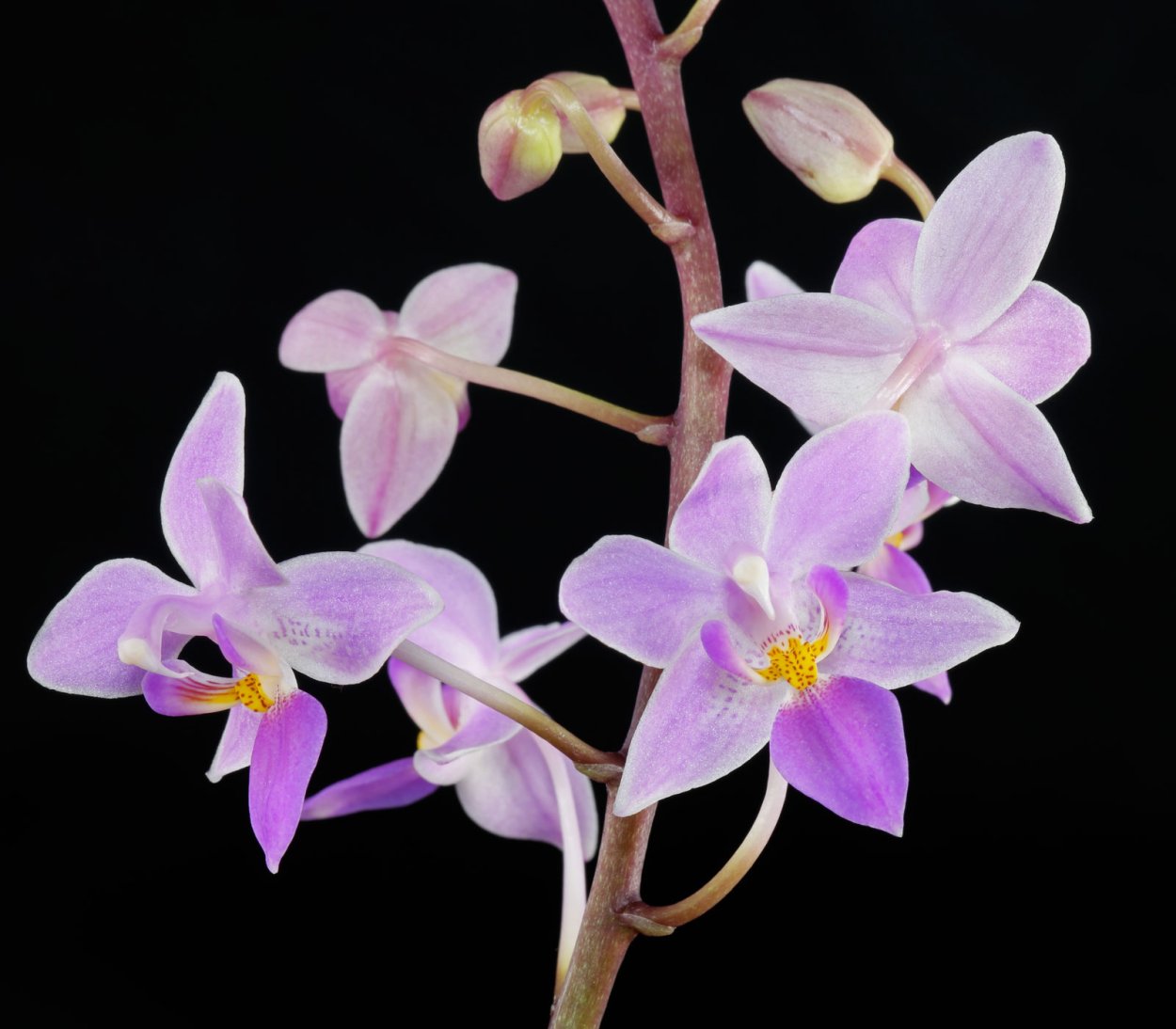 Фаленопсис Марго