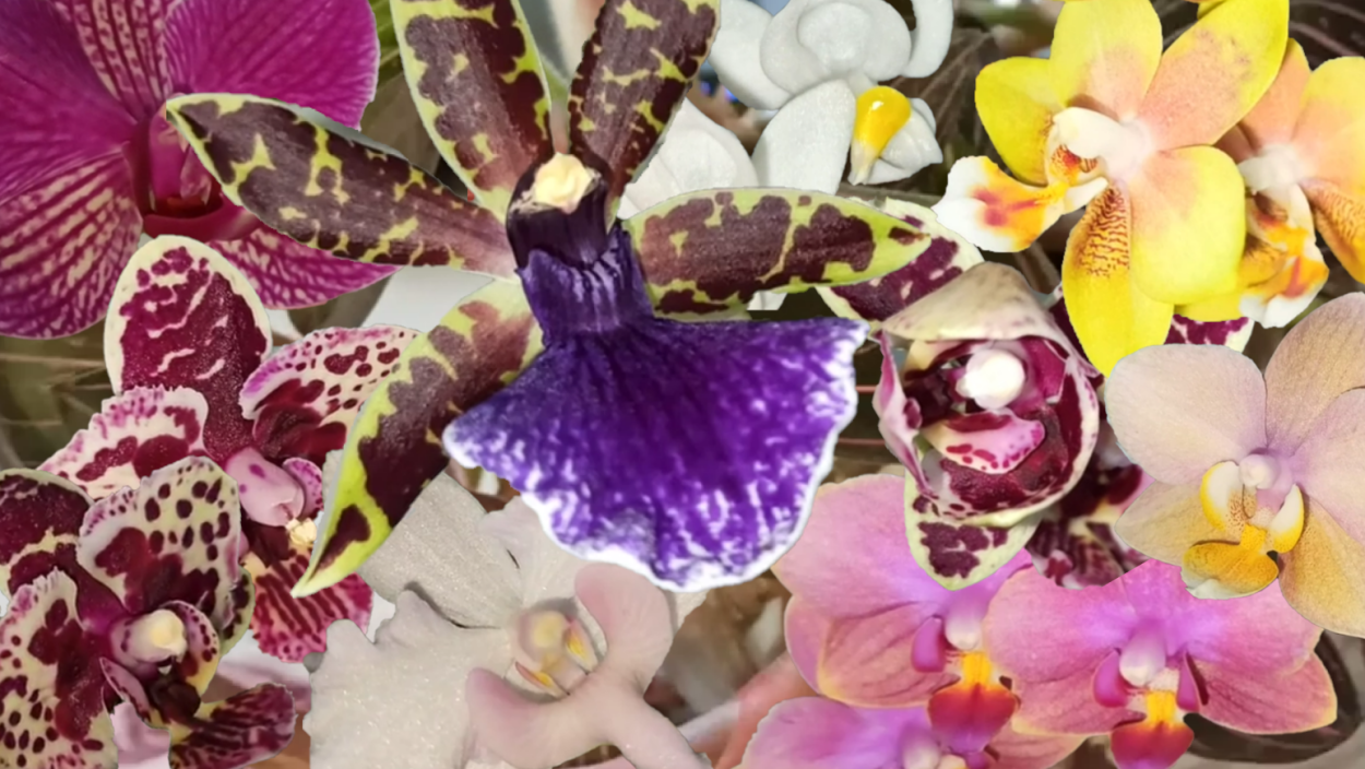 Орхидея фаленопсис Сансет