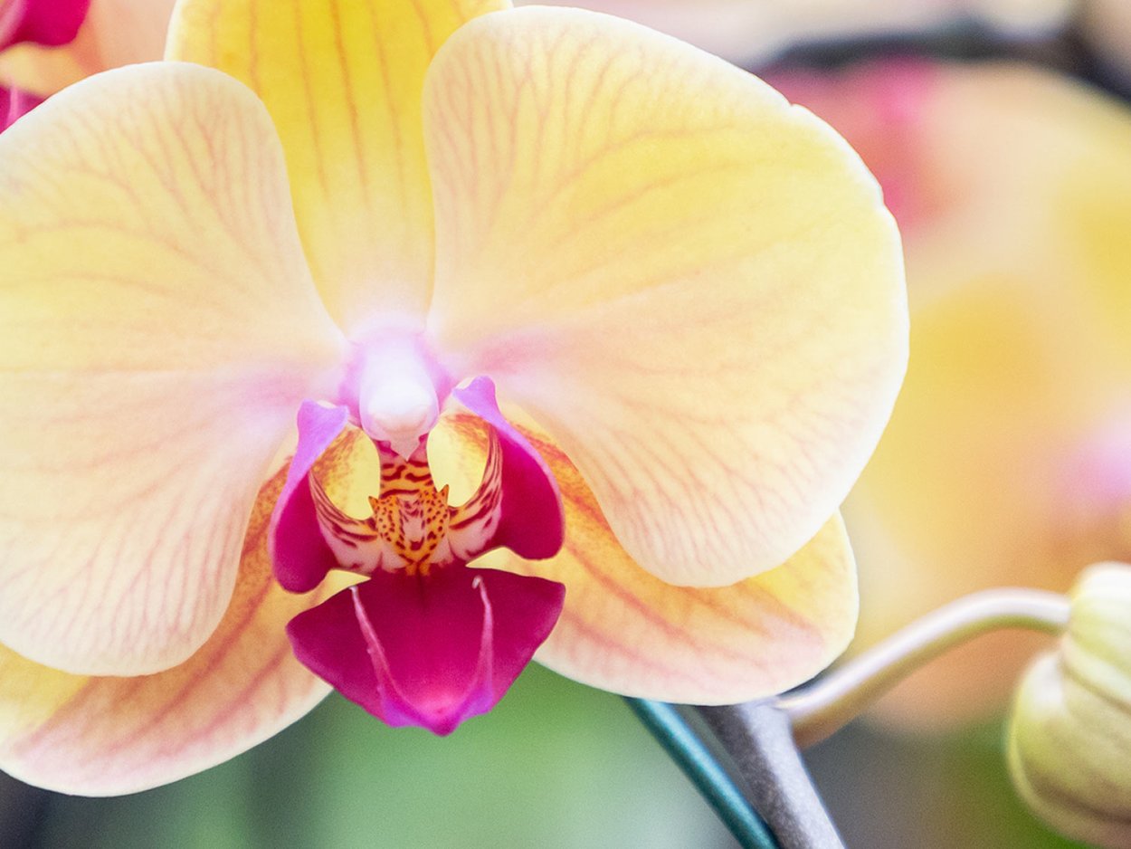 Фаленопсис Электра Орхидея