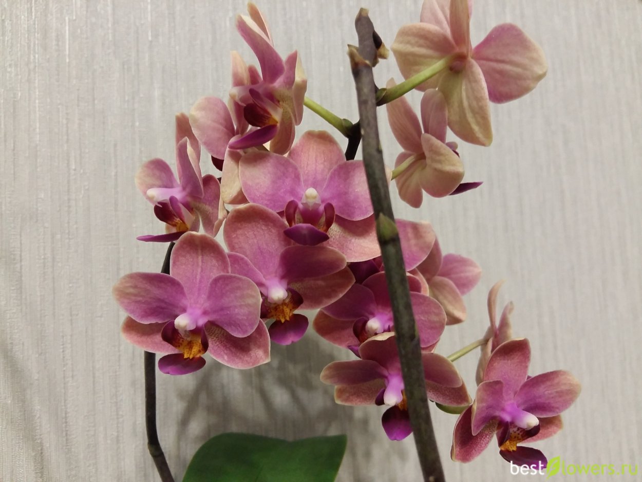 Фаленопсис мультифлора оранж