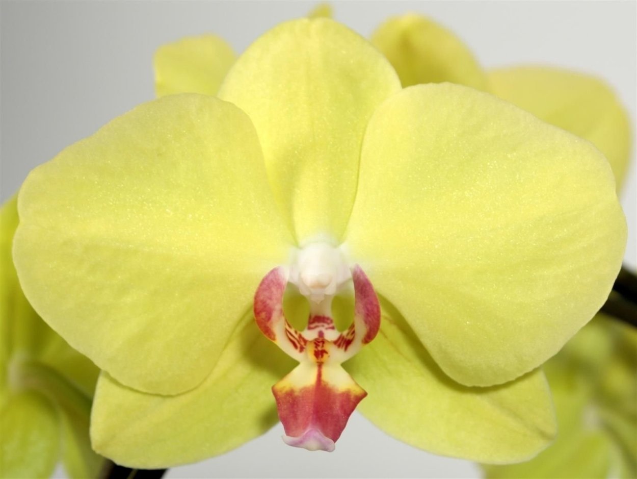 Фаленопсис Scention