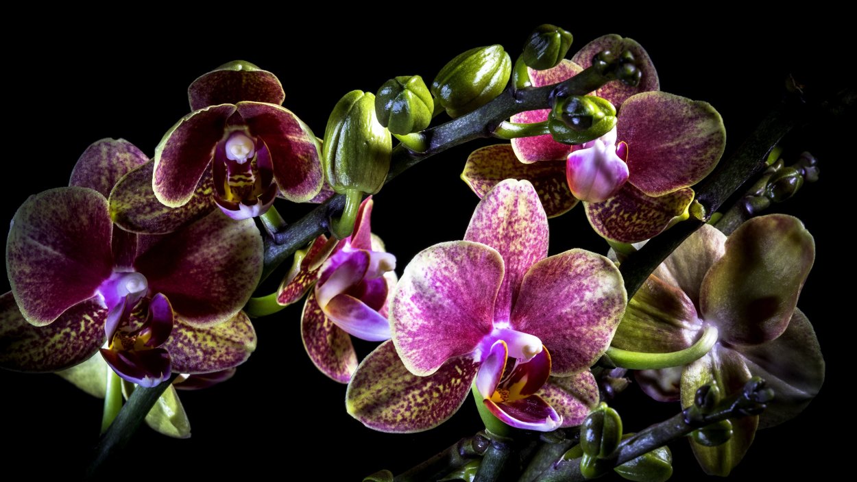Lush Orchids Phalaenopsis