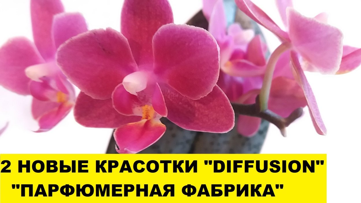 Орхидея Phal chia Yenlin