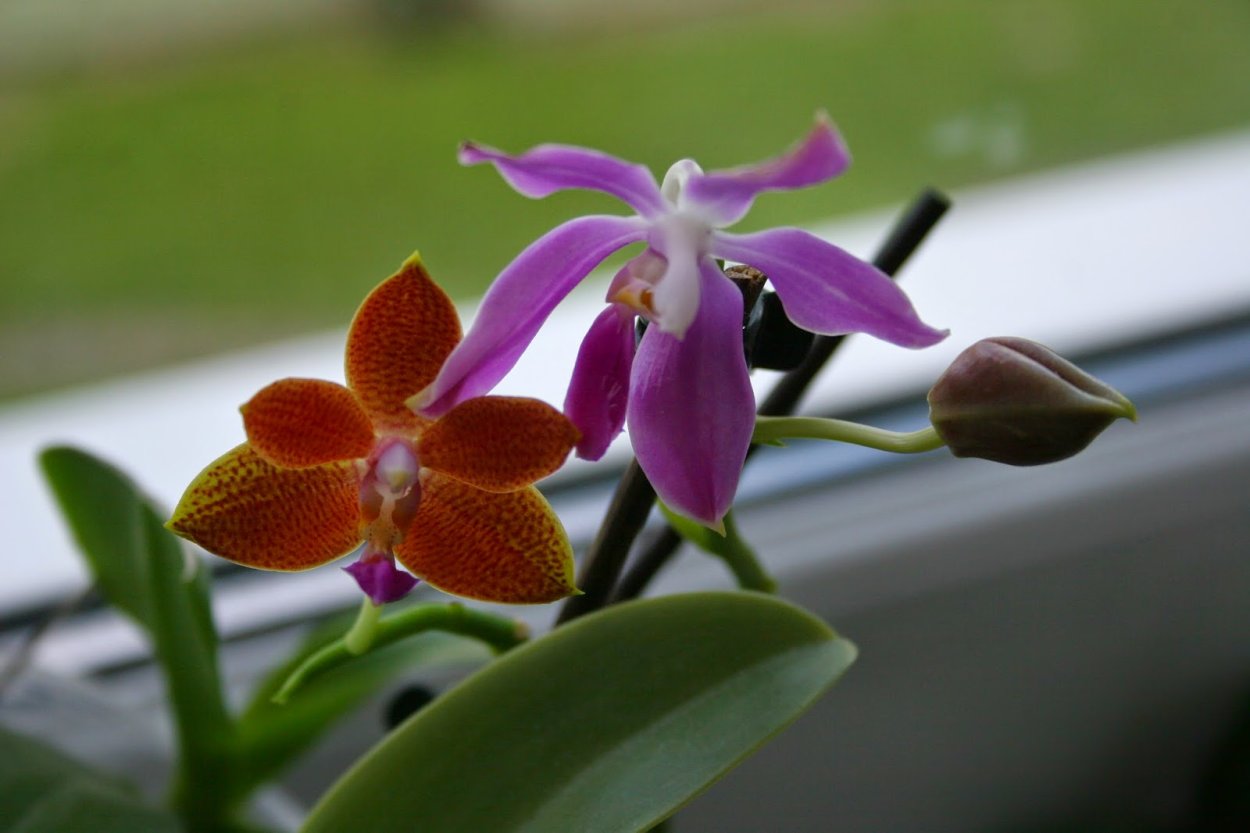 Фаленопсис Равелло