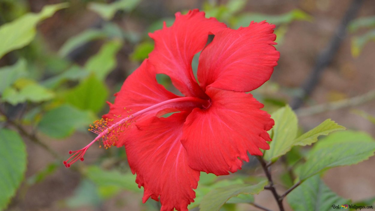 Красный гибискус – Red Hibiscus