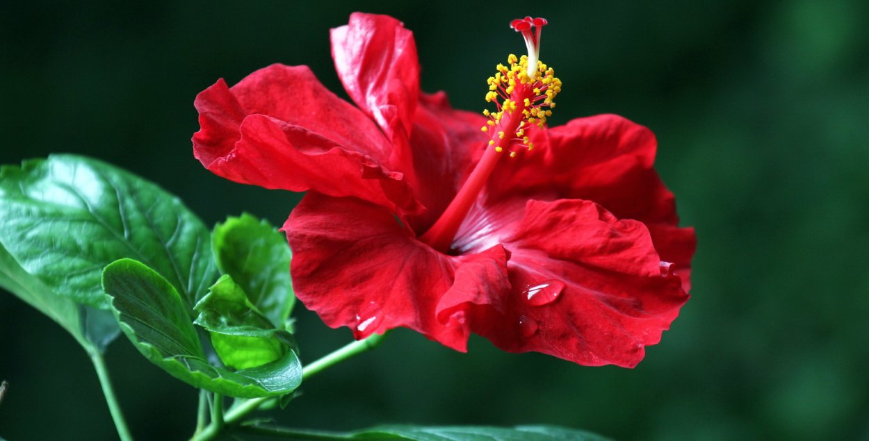 Цветок гибискуса
