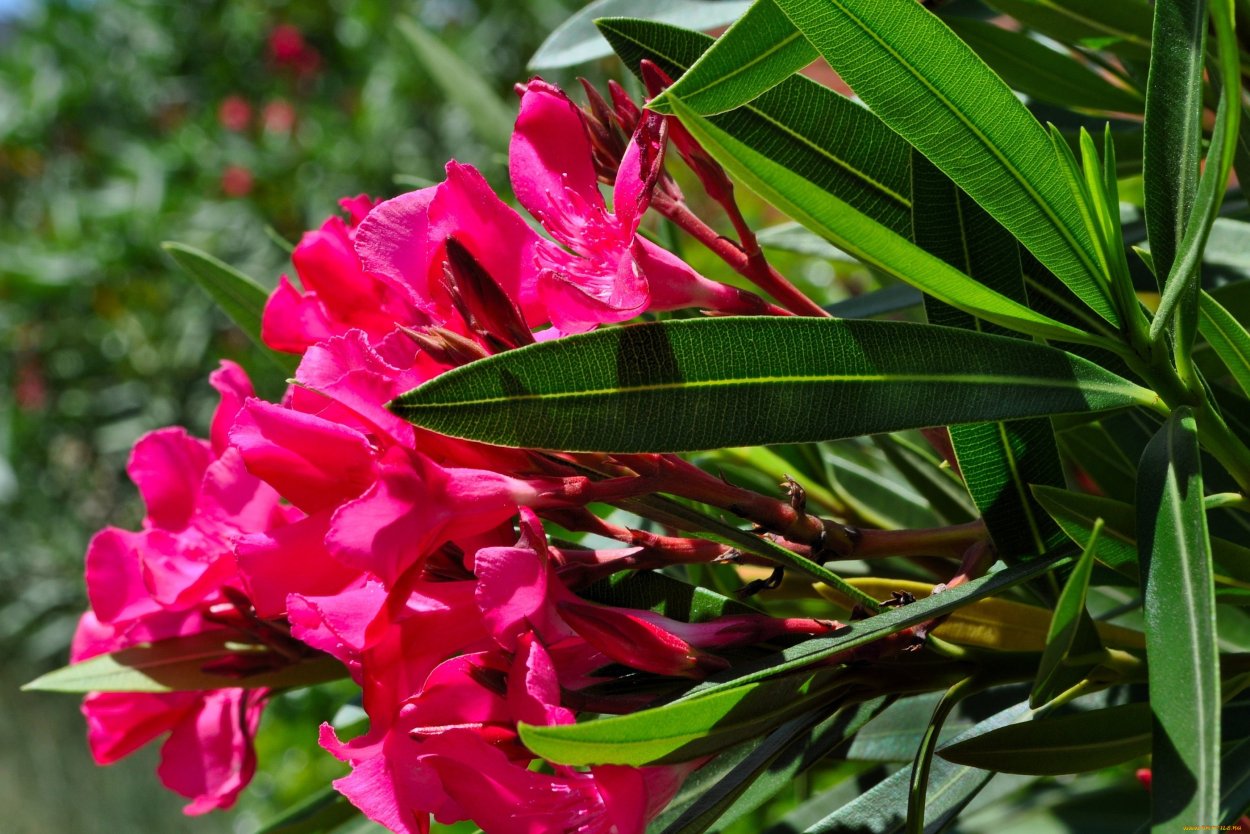 Олеандр в Турции