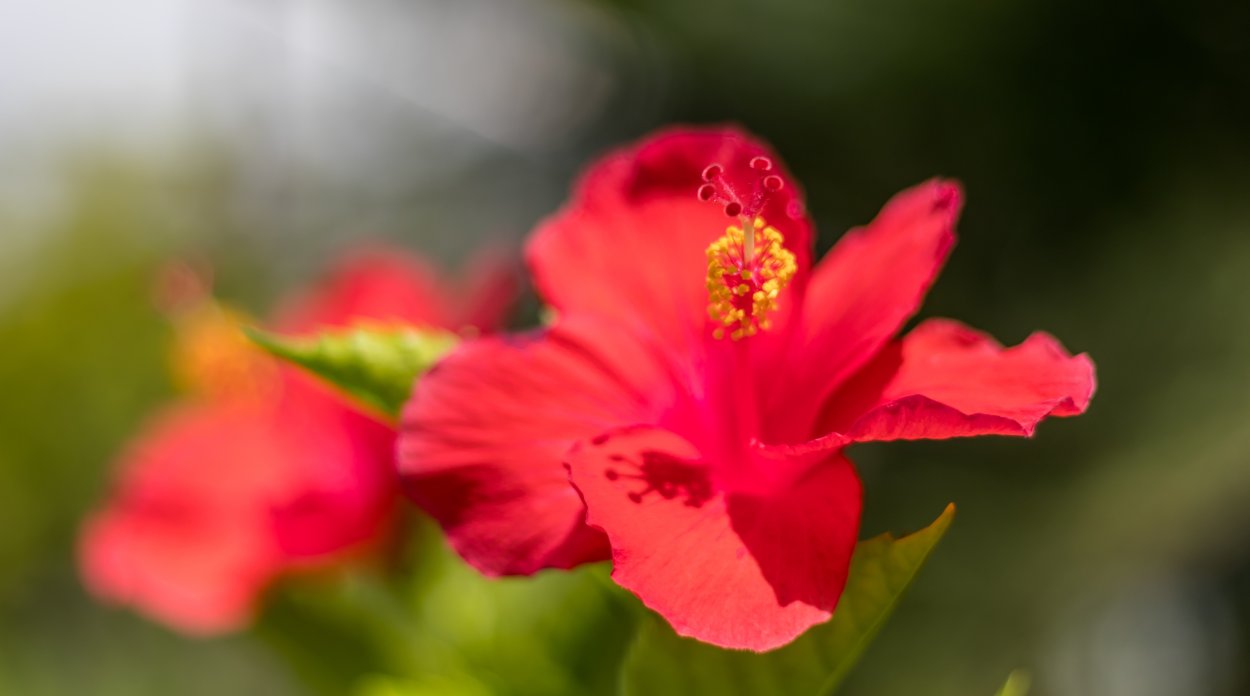 Обои на смартфон цветы