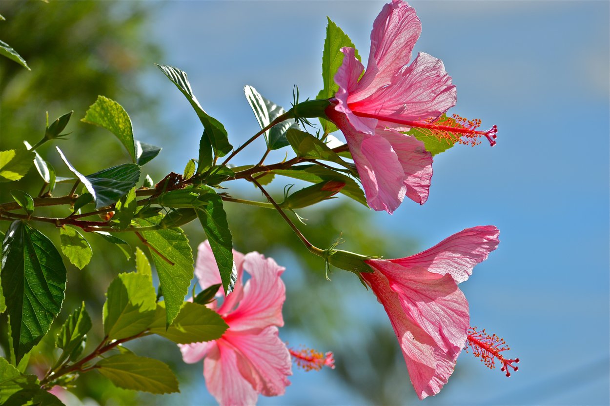 Ветка гибискуса