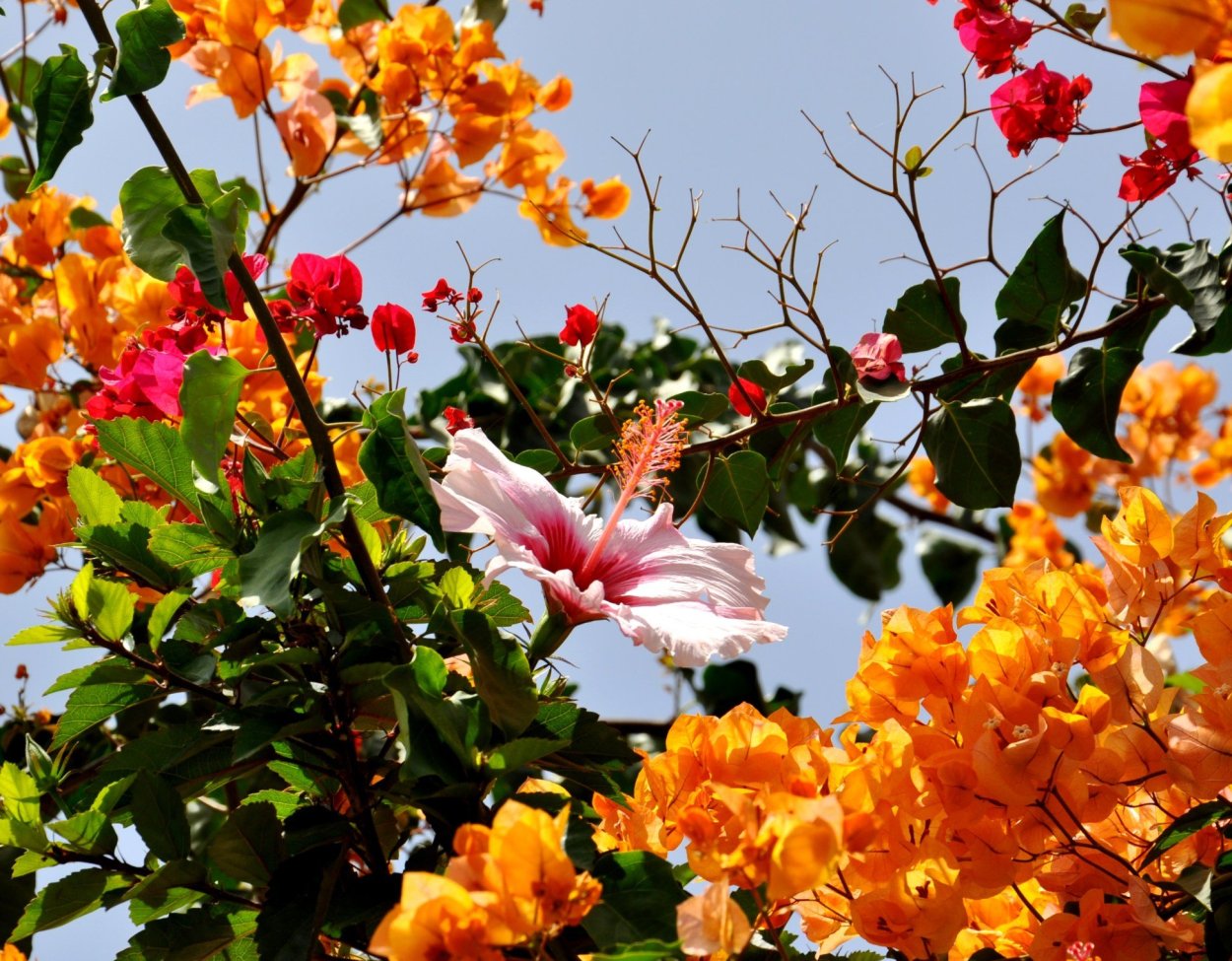 Южные растения экзоты