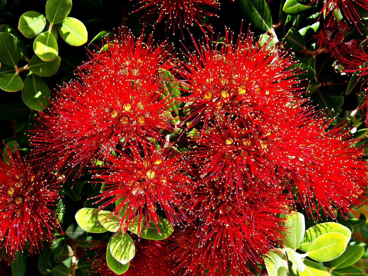 Красные игольчатые цветы