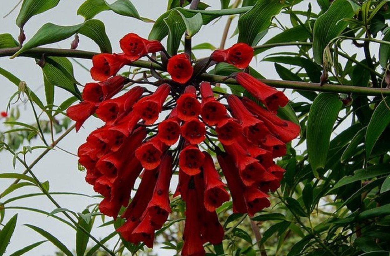 Бомарея многоцветковая