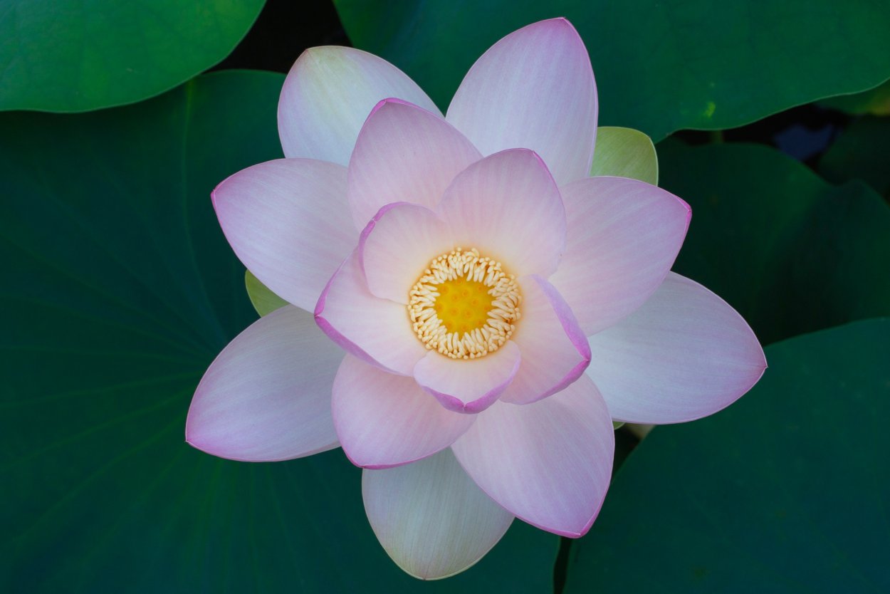 Лотос орехоносный