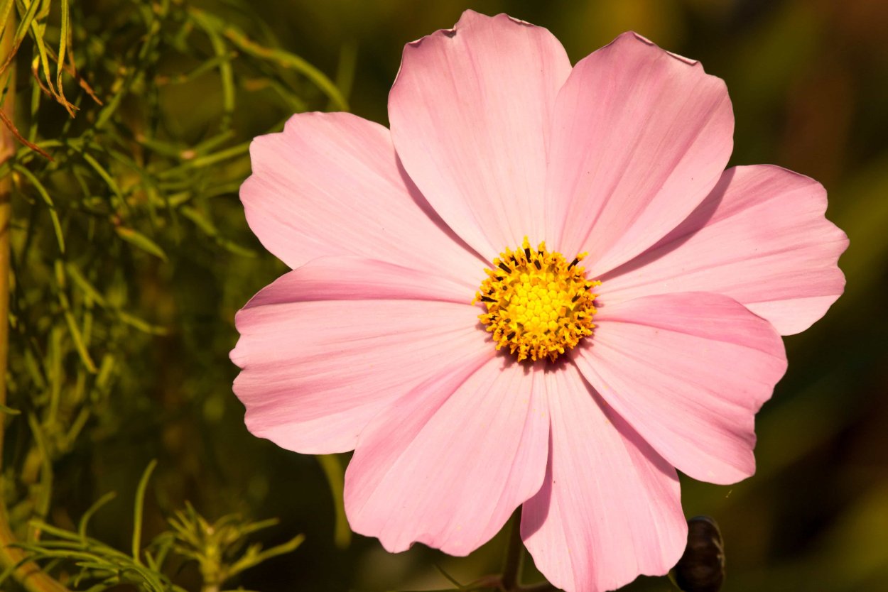 Цветы с крупными лепестками