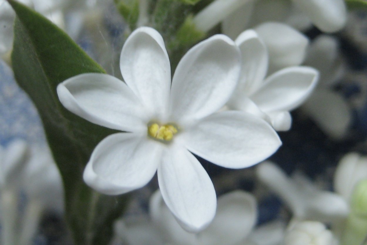 Цветочек с лепестками