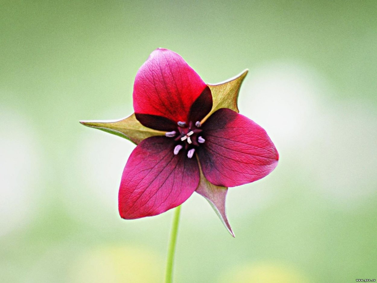 Цветы Red Dahlia