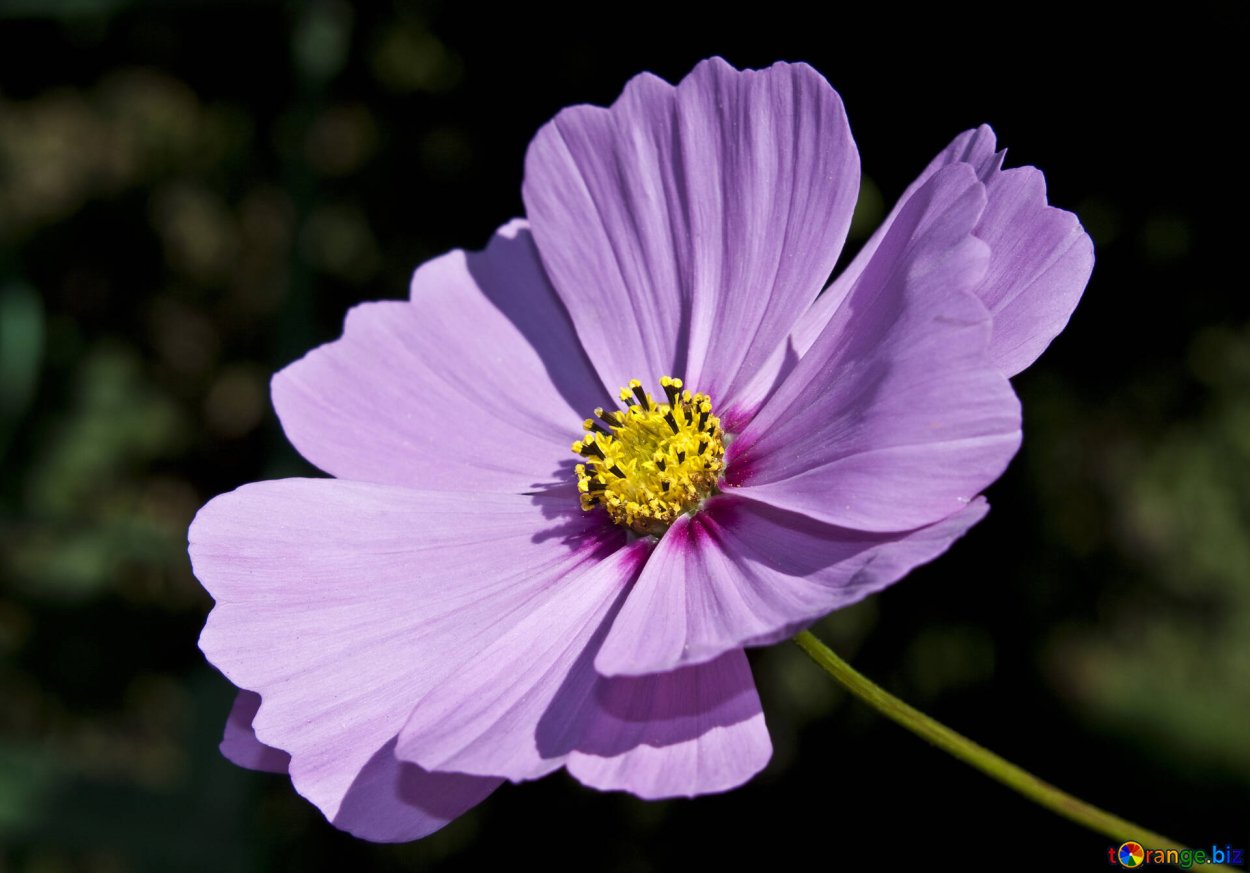 Космея соцветие